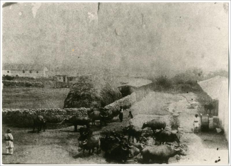 Κοπάδι βουβαλιών στα Παλατίτσια Ημαθίας [Φωτογραφία]