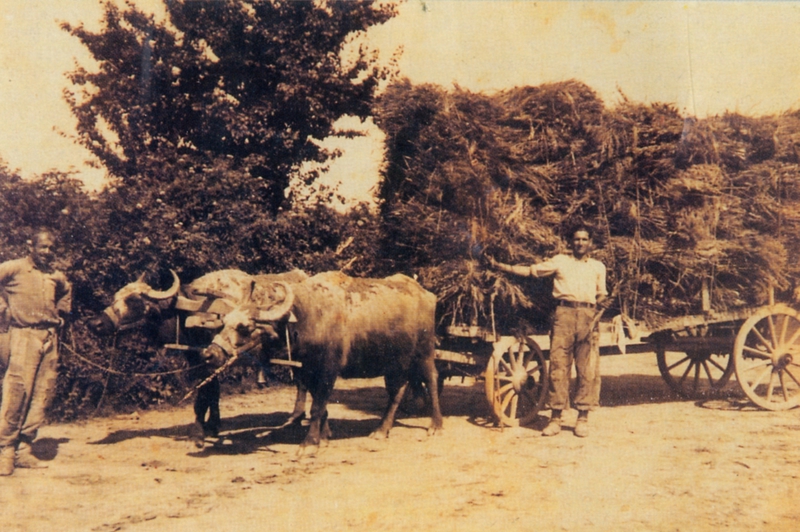 Βαλάμαξο από την Μελίκη Ημαθίας
