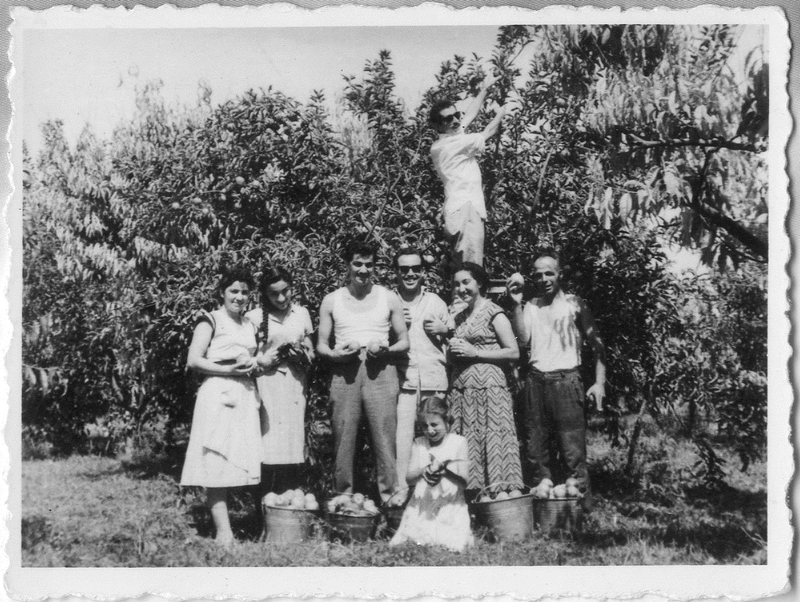 Συγκομιδή μήλων στο κτήμα Δημητρίου Τενεκετζίδης