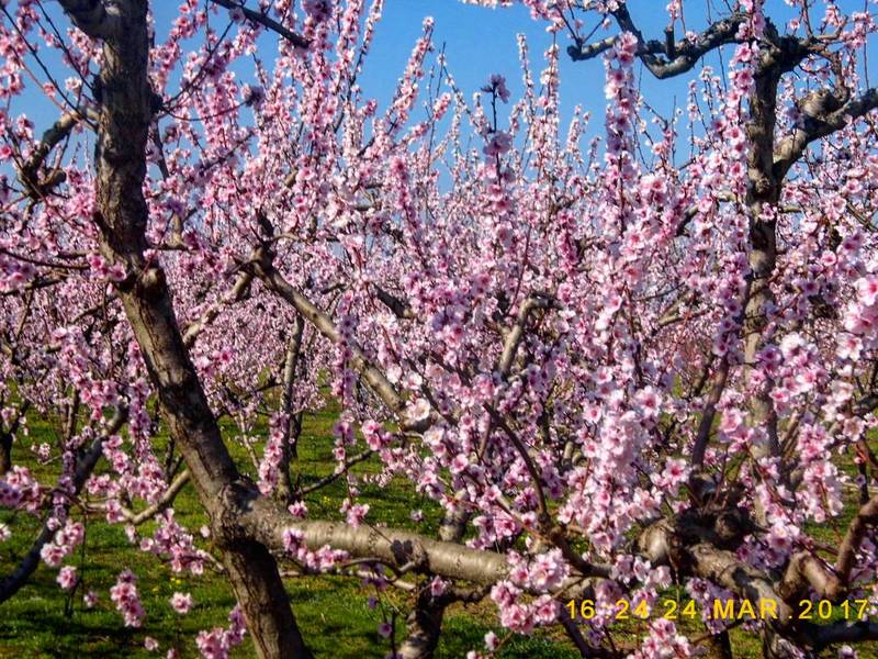 Συμμετοχή στο διαγωνισμό φωτογραφίας 2017 του Τουριστικού Ομίλου Βέροιας με θέμα : 