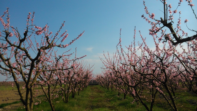 Συμμετοχή στο διαγωνισμό φωτογραφίας 2017 του Τουριστικού Ομίλου Βέροιας με θέμα : 